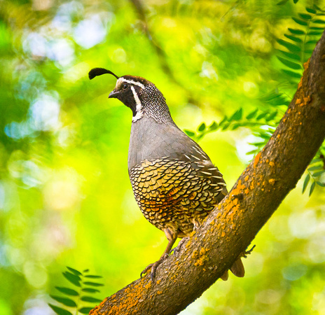 A Californian or valley Quail are common in the foothill in Salt Lake City.