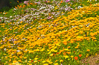 Flower fields, Carlsbad, 2011
