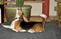 Beagle 2010