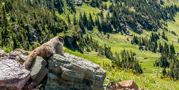 Horay Marmot