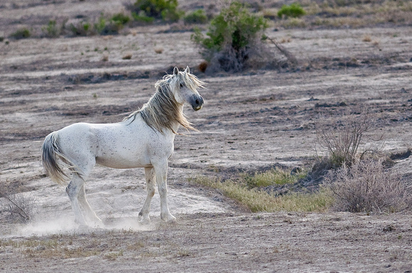 Wild Stallion, West Desert, Utah