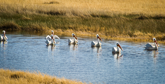 White Pelicans, Fish Springs