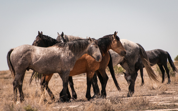 Wild Horses, Utah