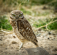 Burrowing Owl, Antelope Island 2013