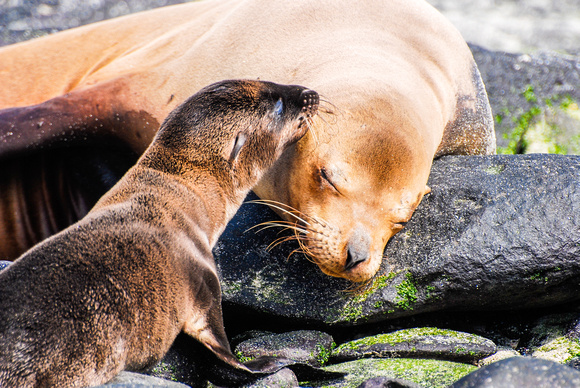 Mom&baby seal lion, Galapagos