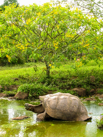 Giant Tortoise, Isabela Island