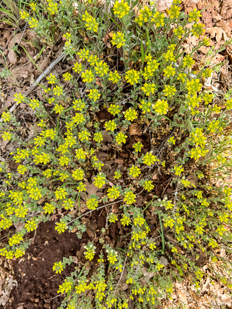 Desert Madwort, Alyssum desertorum 4/24/22