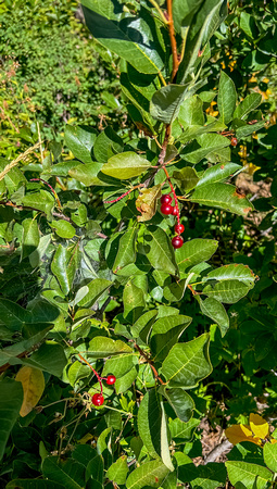 Common Chokeberry, Prunus virginiana 8/21/22