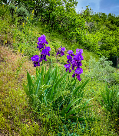 Bearded Iris, Iris Germanica 6/4/22