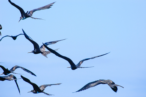 Frigatbirds, Galapagos