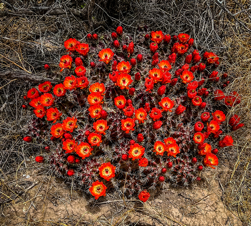 Scarlet Hedgehog Cactus, Echinocereus coccineus 5/1/22