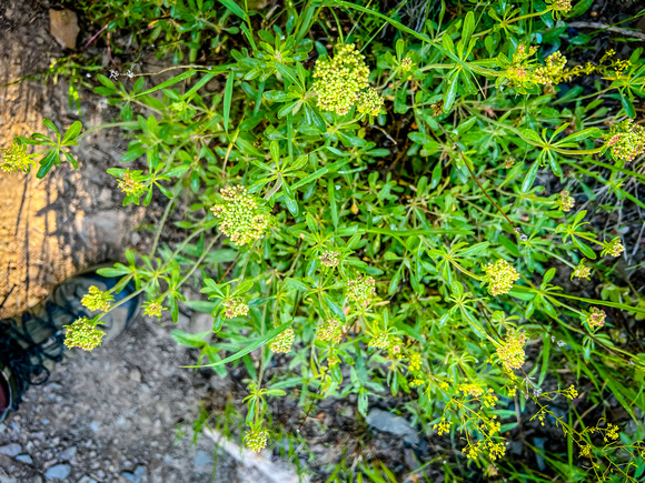 Parsnipflower buckwheat, Erigonum heracleiodies 6/22/22