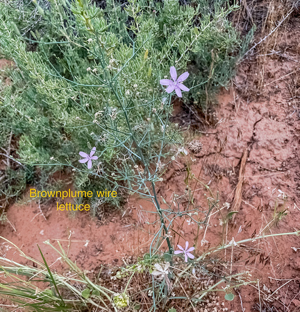 image_6487327 Brownplume Wirelettuce, Stephanomeria pauciflora 7/3/22