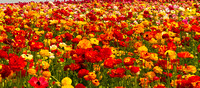 Flower fields, Carlsbad 2011