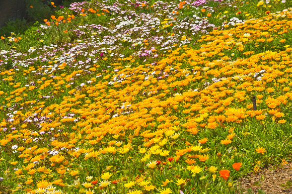 Flower fields, Carlsbad, 2011
