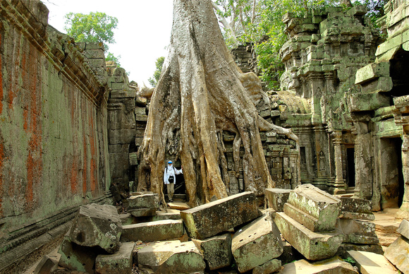 Strangling fig tree, Angkor Wat 2006