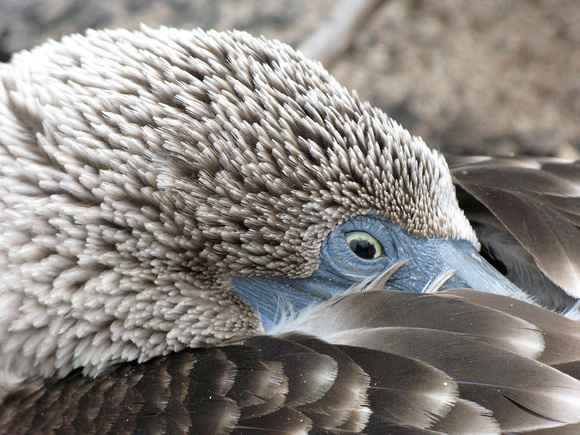 Blue Footed Booby, Galapagos Islands 2008