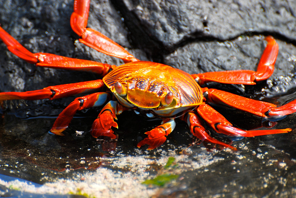 Sally Lightfoot Crab, Galapagos Islands 2008