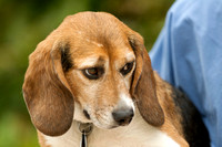 Beagle 2009