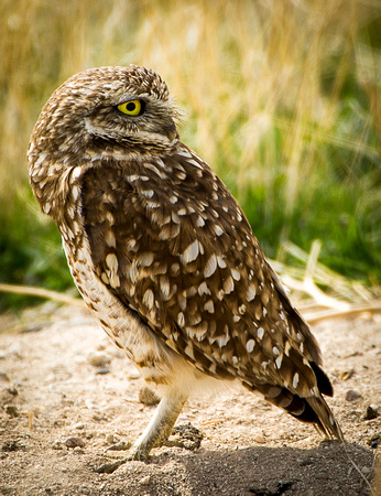 Burrowing Owl, Antelope Island, Salt Lake City 2011