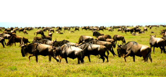 Serengeti, Tanzania 2006