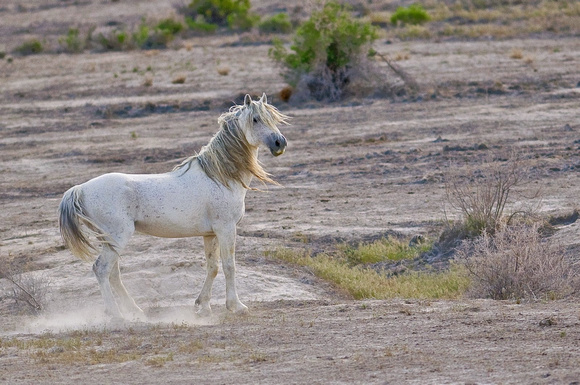 Wild stallion in West Desert, Salt Lake City, Utah