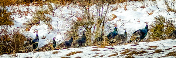 Wild Turkeys, East Canyon 11/12/22
