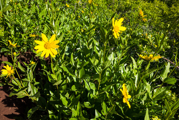 Rocky Mt. Dwarf Sunflower, 6-7-15