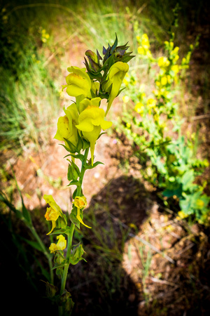 Toadflax, 6-7-15