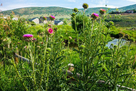 Musk Thistle 7-4-15