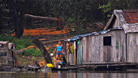 Life on the Amazon 2008