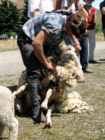 Sheep sharing the old way at the Ranch 2008