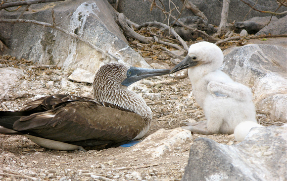 Blue Booby with chick, Galapagos 2008