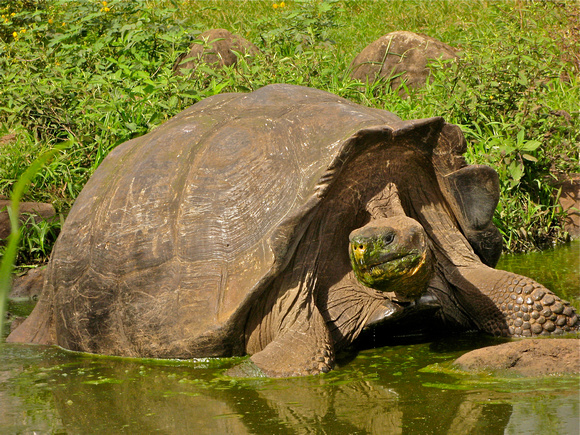 Giant Tortoise, Galapagos 2008