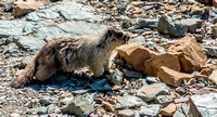 Horay Marmot,