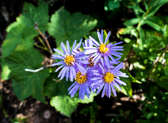 Aster, Showy