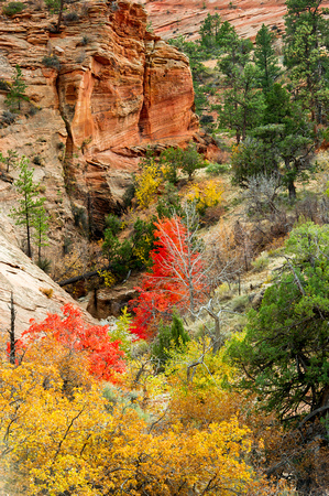 Fall colors in Zion National Park, Utah 11-12