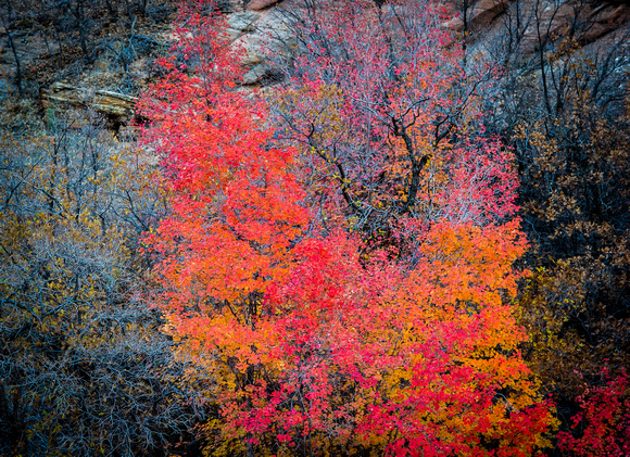 Fall colors in Zion National Park, Utah 11-13