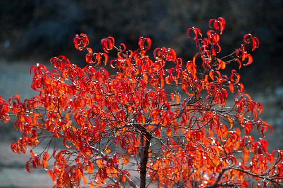Fall colors in Zion National Park, Utah 11-13