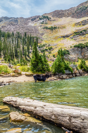 Moose in Cecret Lake, Alta 8-30-15