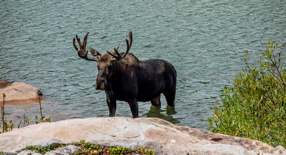Moose in Cecret Lake, Alta 8-30-15