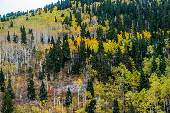Mill D North Fork, Big Cottonwood Canyon 9-30-15