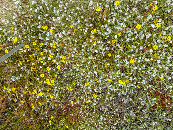 Rusty Popcornflower, Plagiobothrys nothofulvus 5/25/23