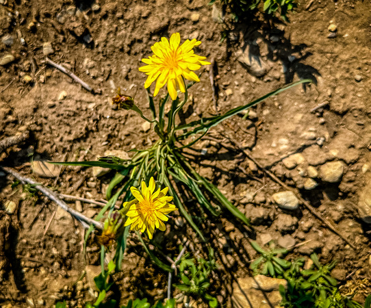 Pale Agoderis, Yellow Mountain Dandelion, Agoseris glauca 5/20/23