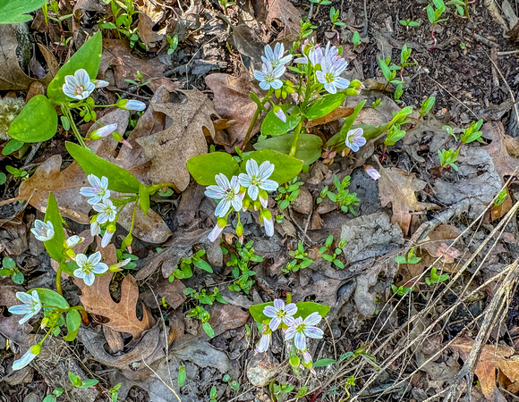 Spring Beauty, Claytonia lanceolata 6/10/23