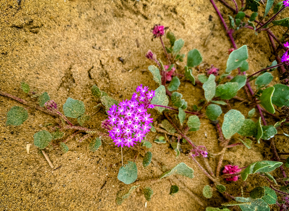 Desert Sand Verbena, Abronia villosa 5/23/23