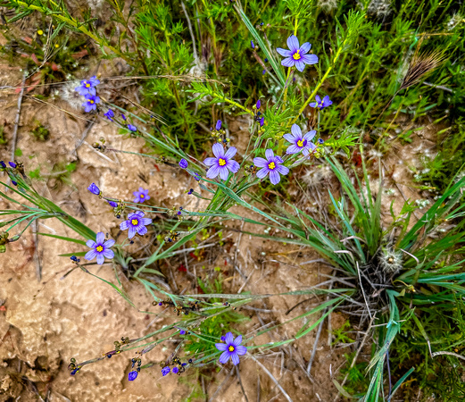 Western blue-eyed grass, Sisyrinchium bellum 5/23/23