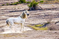 Wild stallion, West Desert