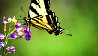 Solana Beach butterfly. May 2013