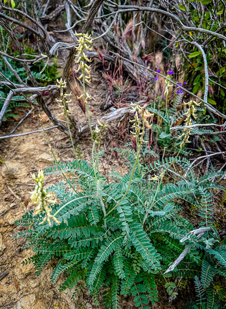 Santa Barbara Milkvetch, Astragalus tripchopodus 5/23/23